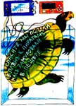 Черепаха с таинственной надписью