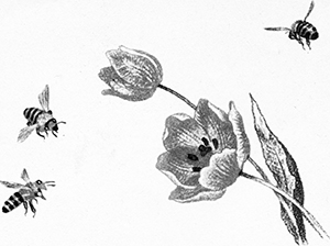 Тюльпан и пчелы