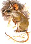 Карманчиковая мышь