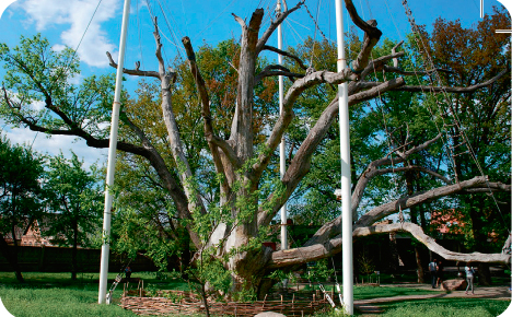 Знаменитый 700-летний запорожский дуб. При высоте в 43 м он имеет ствол диаметром более 6 м