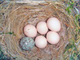 Гнездо с «подкидышем» — пестрым яйцом воловьей птицы