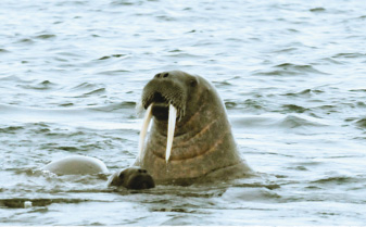 Усатый морж