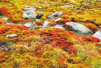 Разноцветный мох острова Гукера