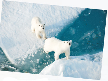 Белые медведи — хозяева Арктики