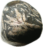 Кусок черного базальта с отпечатками древних растений