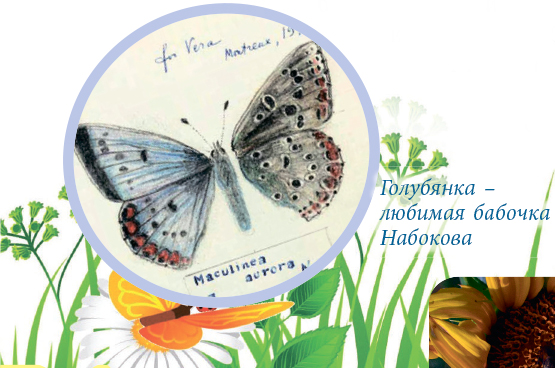Голубянка — любимая бабочка Набокова
