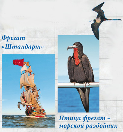 Фрегат «Штандарт» Птица фрегат — морской разбойник