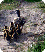 Мама-утка с девятью детьми