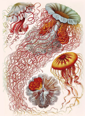 Рисунки Эрнста Геккеля из его книги «Красота форм в природе»
