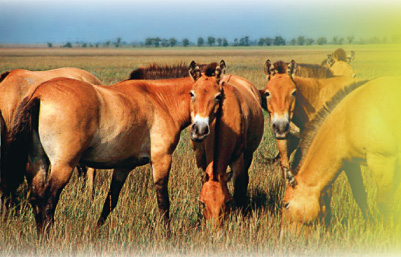 Лошади Пржевальского
