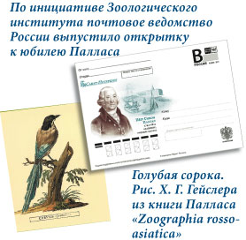 По инициативе Зоологического института почтовое ведомство России выпустило открытку к юбилею Палласа. Голубая сорока. Рис. Х. Г. Гейслера из книги Палласа «Zoographia rossoasiatica»