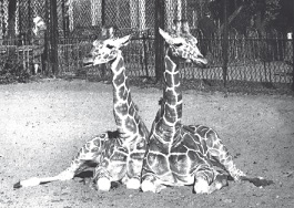 Животные Ленинградского зоопарка