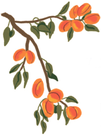 Веточка абрикоса