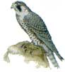 Falco peregrinus. Сокол сапсан