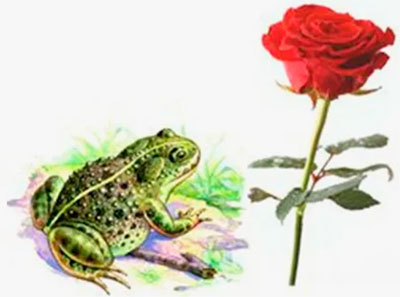 Жаба и роза