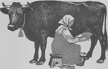 Крестьянка доит корову