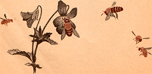 Фиалка и пчелы